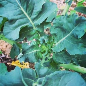 How to Grow Broccoli