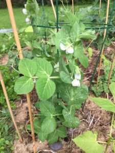 How to Grow Peas