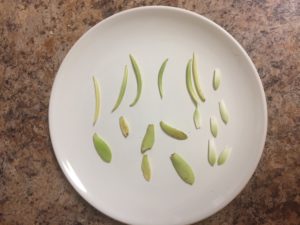 How to propagate succulents