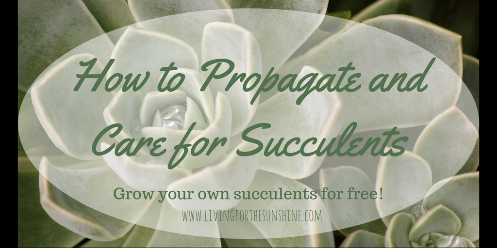 How to Grow Succulents and Care for Them