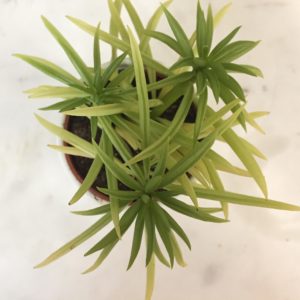 How to Grow Succulents