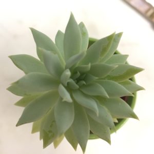 Succulent Care