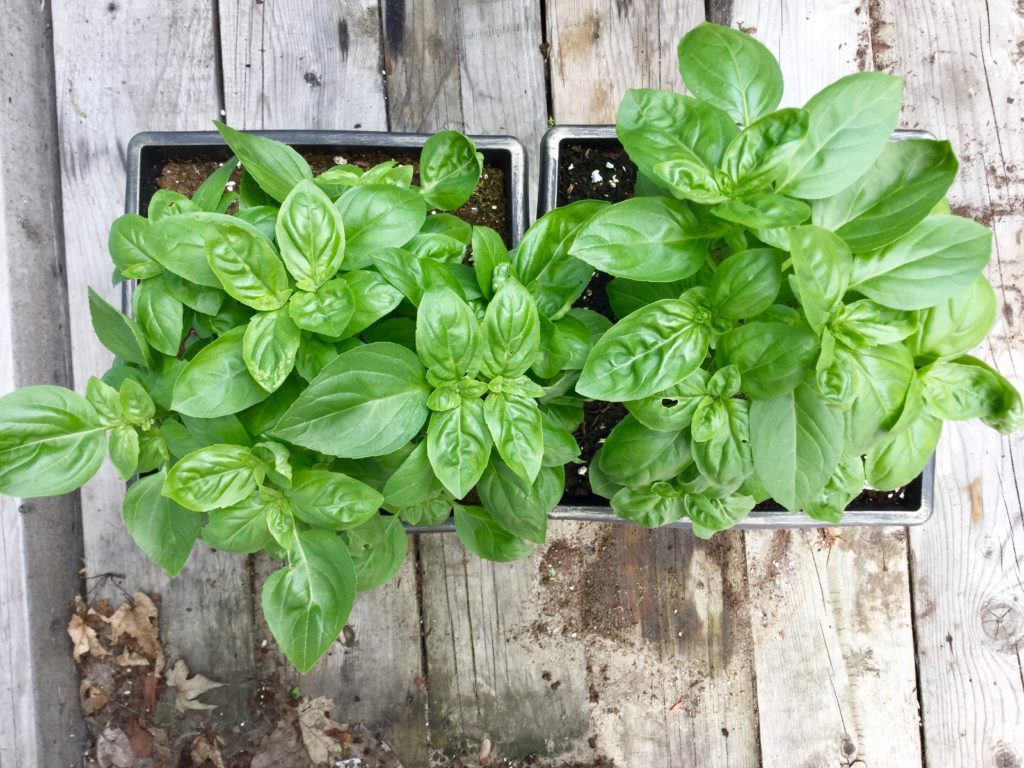 growing basil in containers