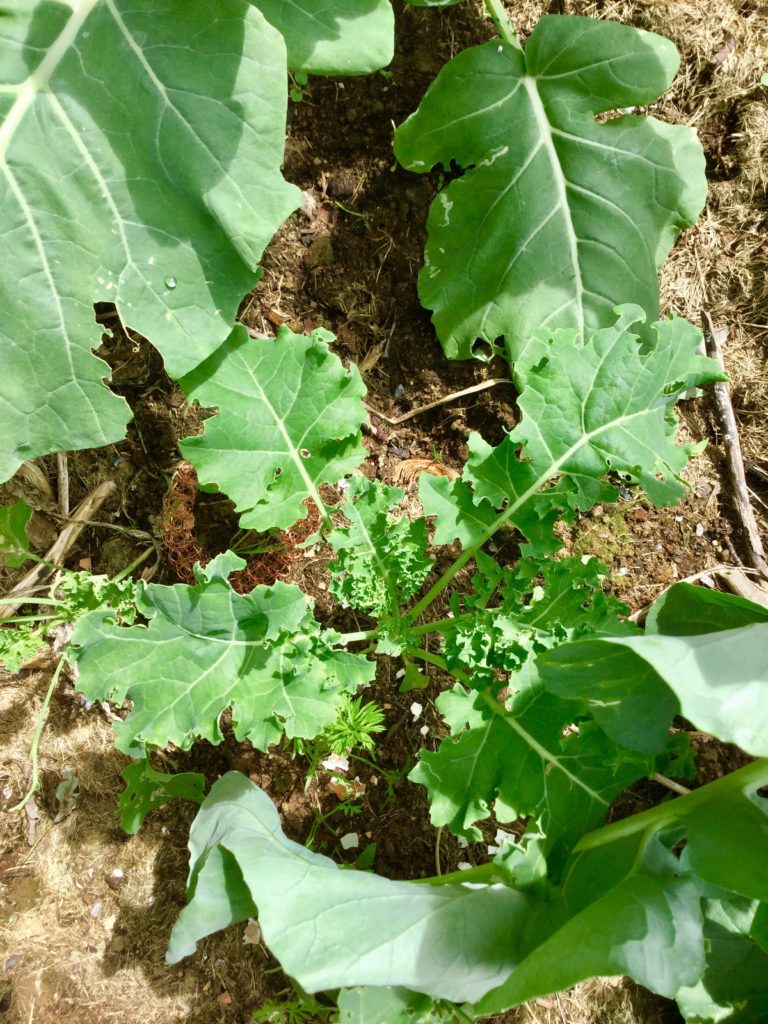 growing kale in the garden