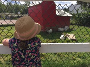 Trip to the Zoo