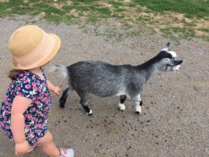 Trip to the Zoo